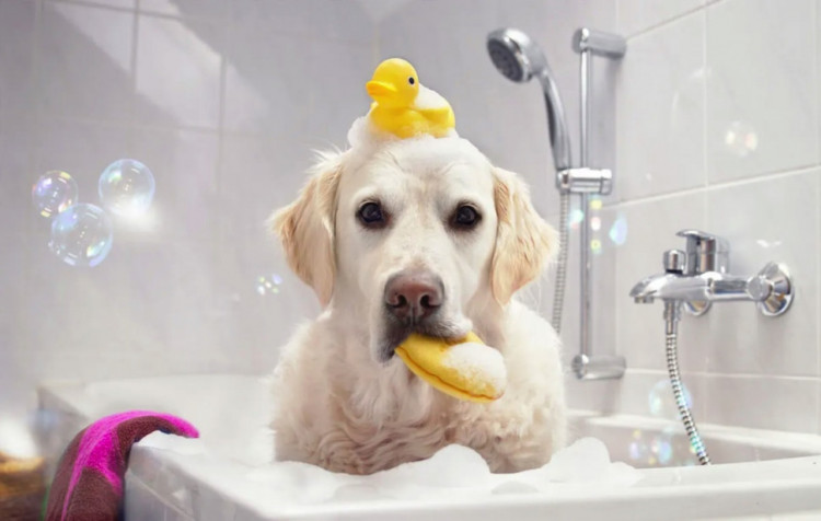 Dctr.Go Шампунь-бальзам для животных Sнampoo Therapy "Мультиуход" 1000 ml в Великом Новгороде